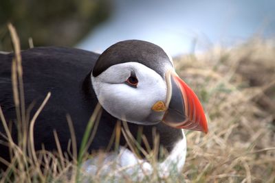 Close-up of duck on grass