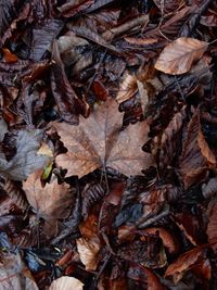 Full frame shot of leaves