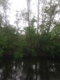 Scenic view of lake in forest