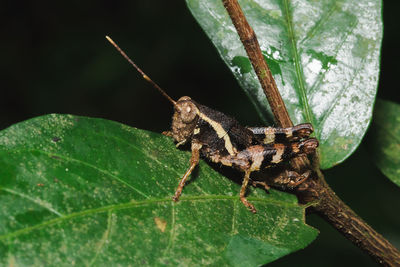 Close-up of insect on leaf