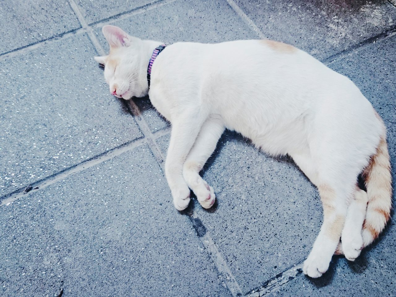 domestic animals, pets, animal themes, one animal, mammal, dog, high angle view, street, domestic cat, cat, lying down, sleeping, sidewalk, relaxation, feline, day, outdoors, pet leash, footpath, white color