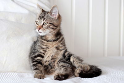 Cat looking away while sitting on bed at home