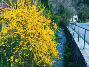 Close-up of yellow flowers growing in autumn