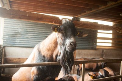 Portret of a brown buck in a stable with harsh backlight