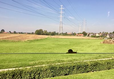 Scenic view of grassy field against sky