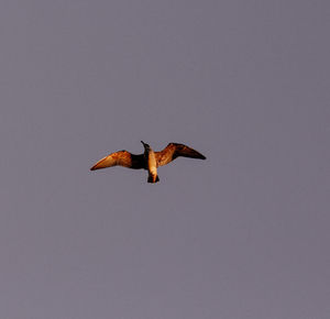 Low angle view of bird flying in the sky