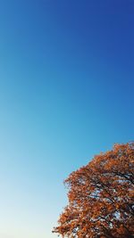 Low angle view of trees against clear blue sky