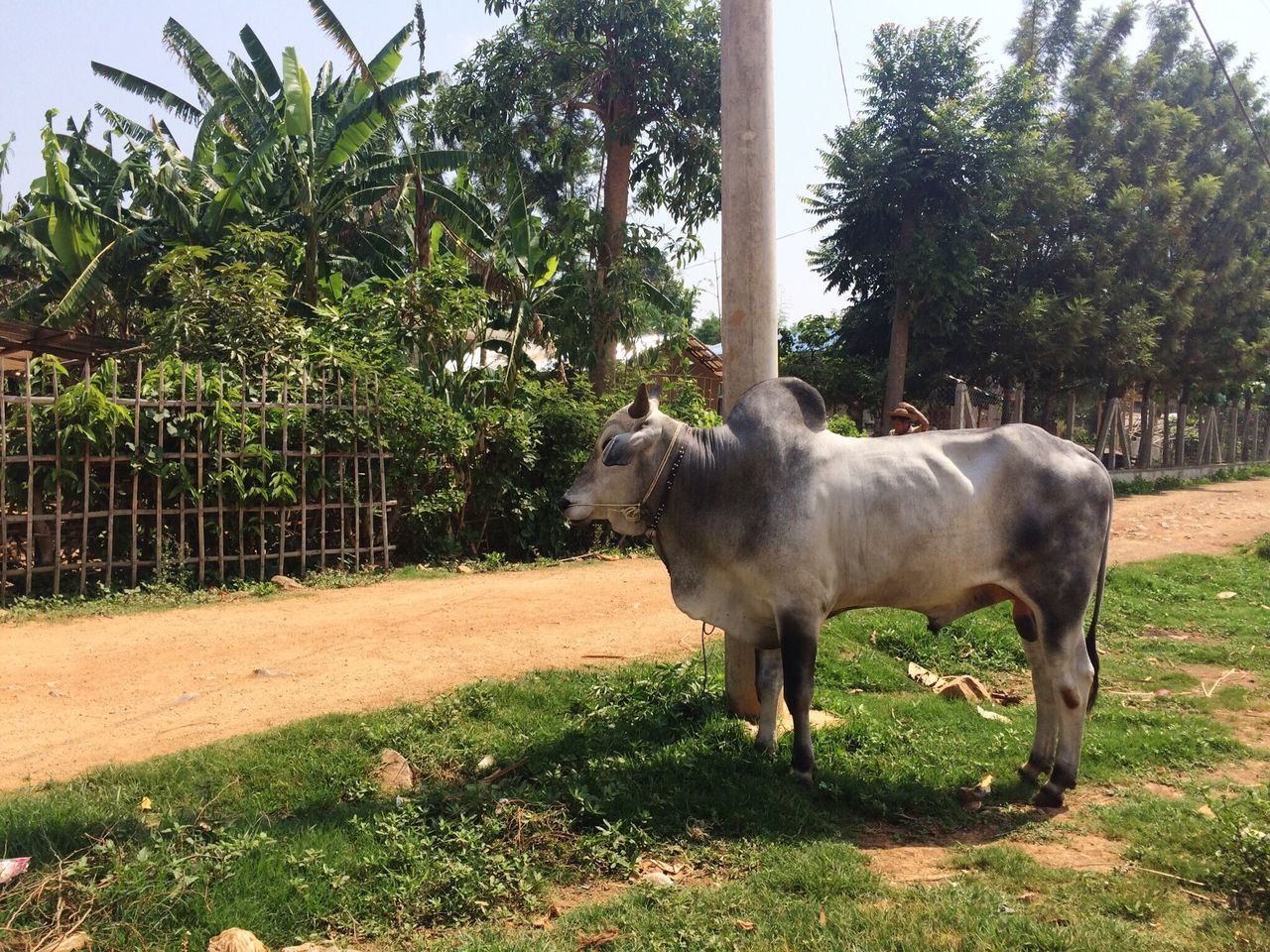 Myanmar