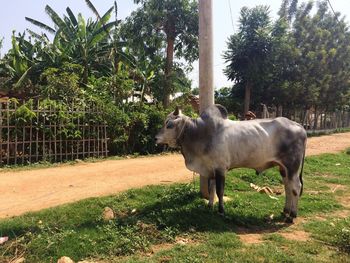 Horse on field against trees