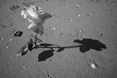 High angle view of flowering plant on sand