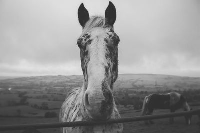 Horse standing by fence on field against cloudy sky