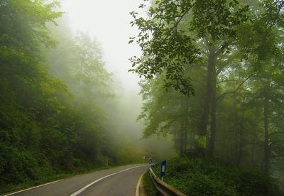 Road passing through forest