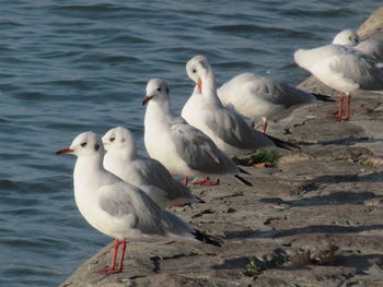 Seagulls on beach