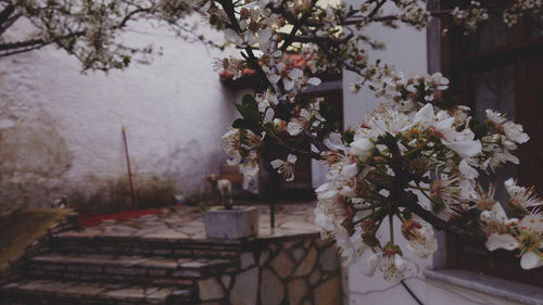 Flowers growing on tree