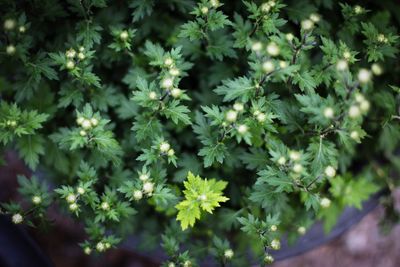 Close-up of plants