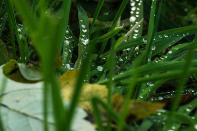 Close-up of water drops on leaf