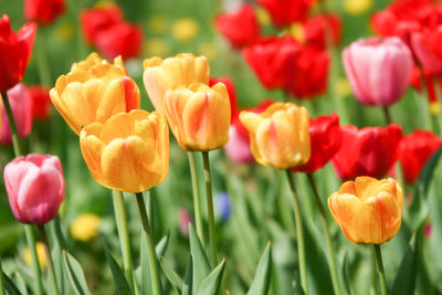 Close-up of tulips in field