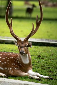 Portrait of deer on field