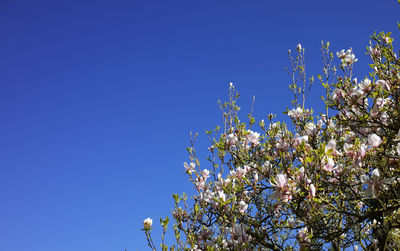 Low angle view of flowers against blue sky