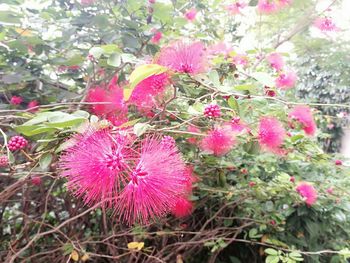 Close-up of pink flowers on tree