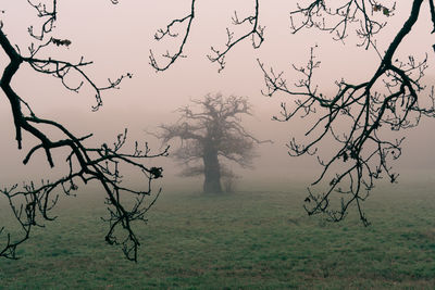 Gnarly old oak tree looking spooky in the morning fog.
