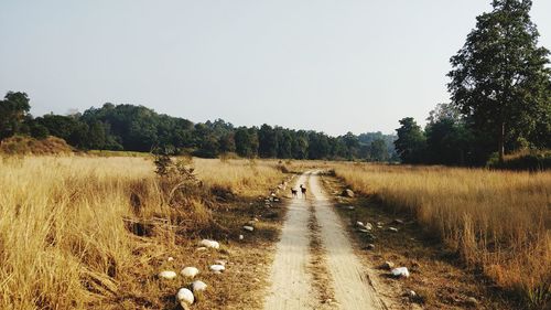 Deer on dirt road in forest against clear sky