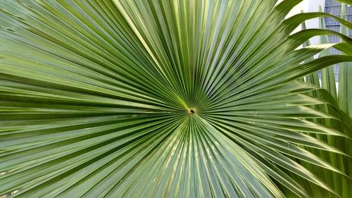 Full frame shot of palm leaf