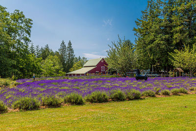 Purple flowering plants on field by building against sky