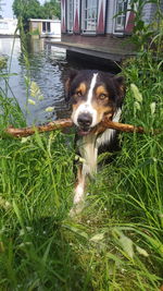 Portrait of dog in water