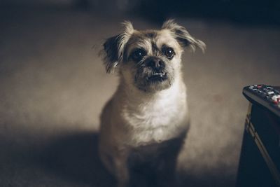 Close-up portrait of dog