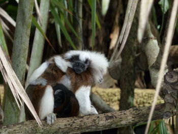 Portrait of monkey sitting on tree