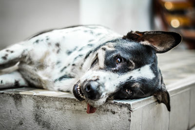 Close-up of a dog resting