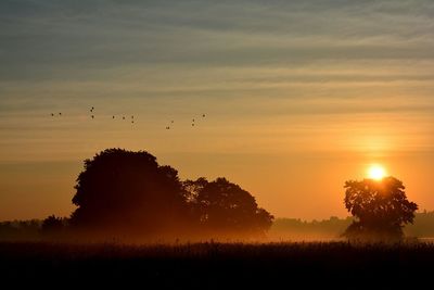 Silhouette trees against sky during sunrise