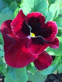Close-up of red flower