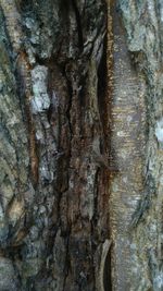 Full frame shot of tree trunk