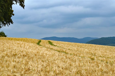 Scenic view of agricultural field against sky