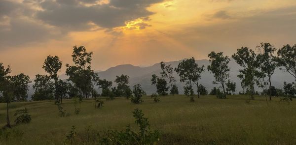 Trees on field against sky during sunset