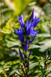 Close-up of purple flowering plant