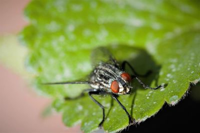 Close-up of insect on leaf