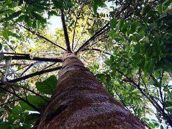 Low angle view of tree