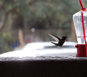 Close-up of bird flying over water