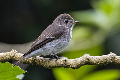 Little pied flycatcher on perched on a tree branch found in borneo,  with nature wildlife background