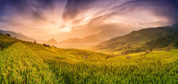 Scenic view of rice field against sky