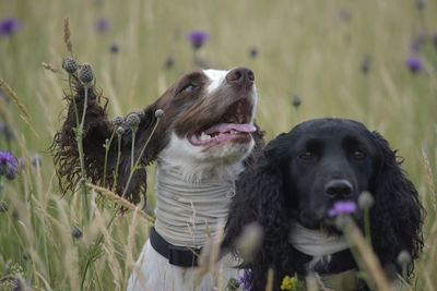 Portrait of dog on field