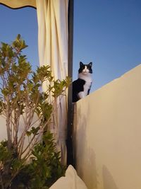 Cat sitting by plants against clear sky
