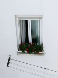 Close-up of flowers against window