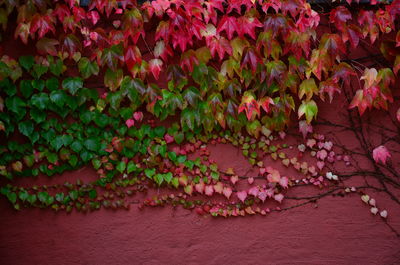 Creeper plants on wall during autumn