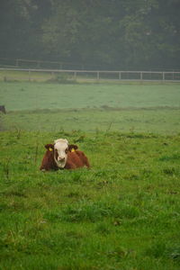 View of a horse on field