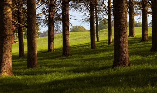 Trees on field