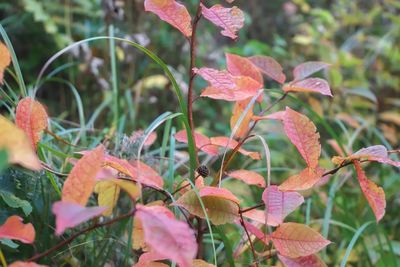 Close-up of red flowering plant